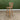Roos Wooden Bar Stool With Back 76Cm
